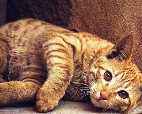 cat