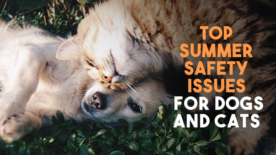 The Top Summer Safety Issues for Dogs and Cats